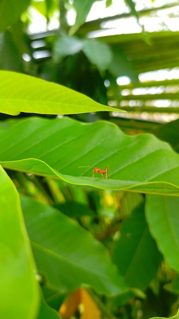 Una hormiga en una hoja verde