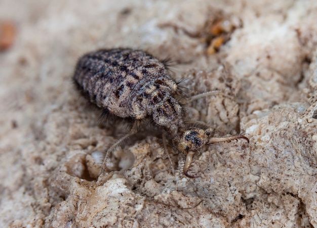 hormiga león grande, insecto vivo