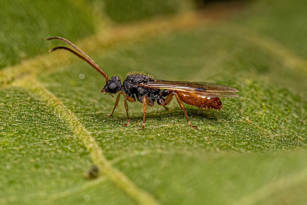 Hormiga macho alada adulta