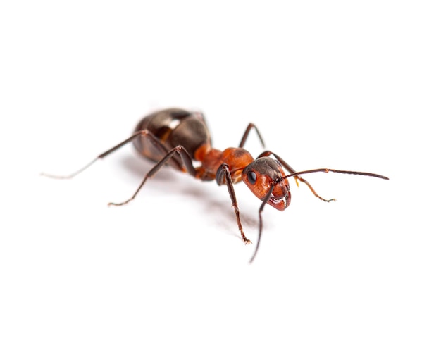 Hormiga de madera roja Formica rufa o hormiga de madera del sur aislada en blanco