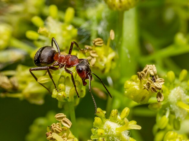 Hormiga de madera roja