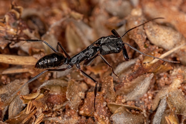 Hormiga de mandíbula trampa adulta del género Odontomachus