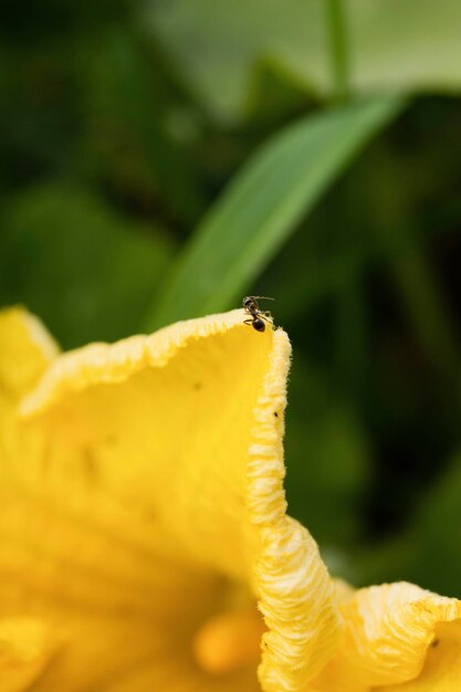 Hormiga negra sobre una flor amarilla