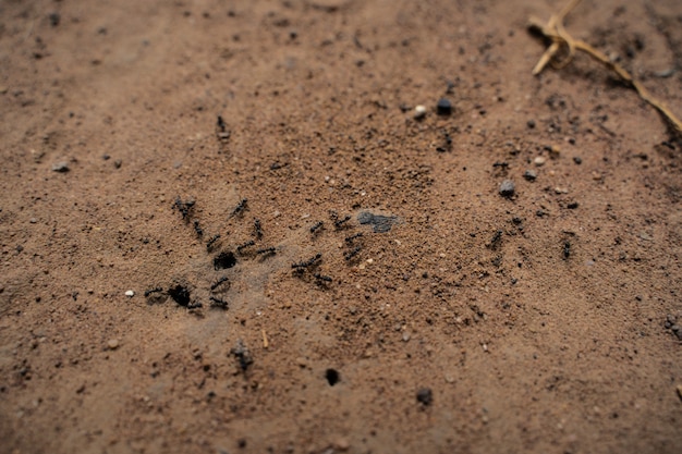 hormiga negro en el suelo.