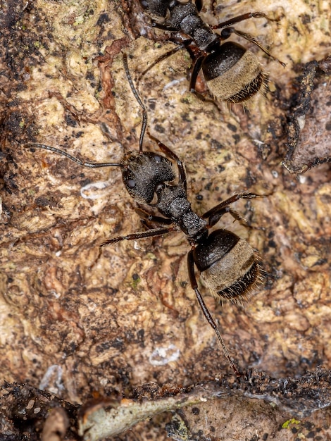 Hormiga olorosa adulta de la especie Dolichoderus bispinosus