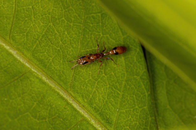 Hormiga ramita adulta del género Pseudomyrmex