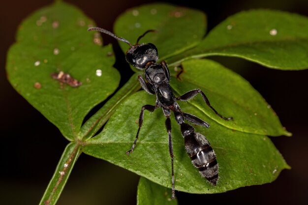 Hormiga ramita hembra adulta del género Pseudomyrmex