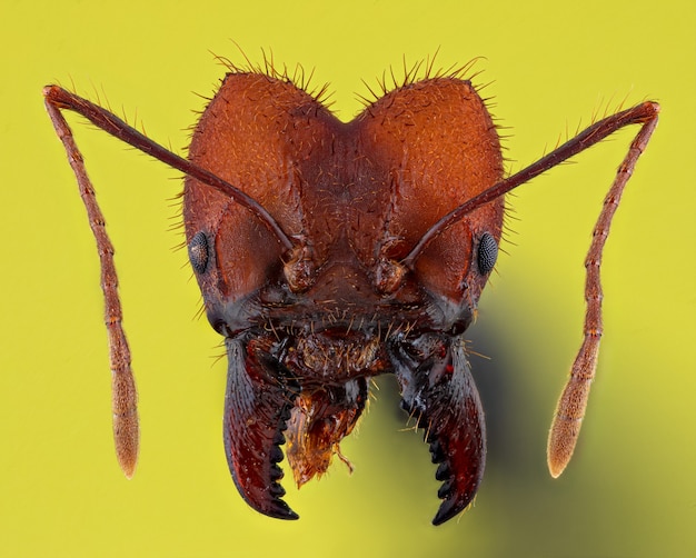 Hormiga roja aislada en amarillo