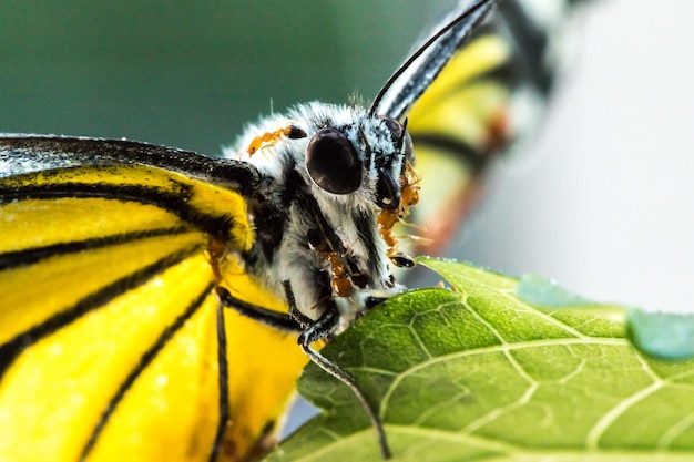 La hormiga roja se alimenta del cadáver de la mariposa muerta de regreso al nido.