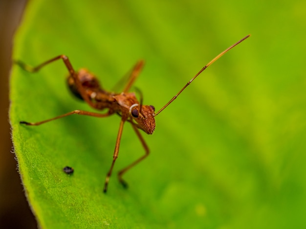 hormiga roja en la hoja verde