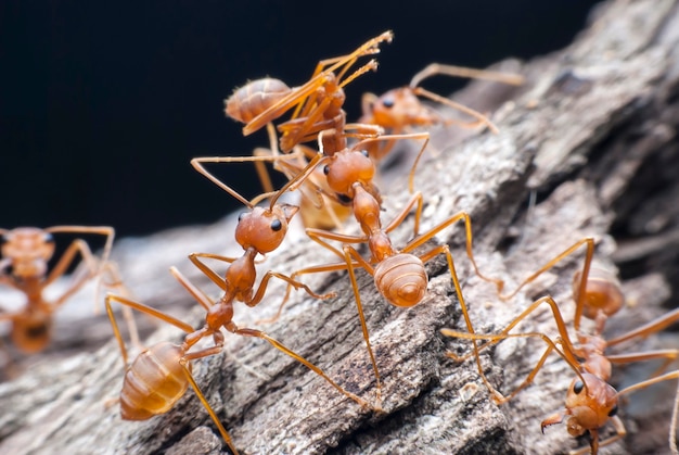 Hormiga roja llevando comida.