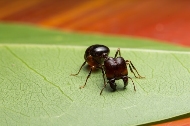 hormiga roja macro