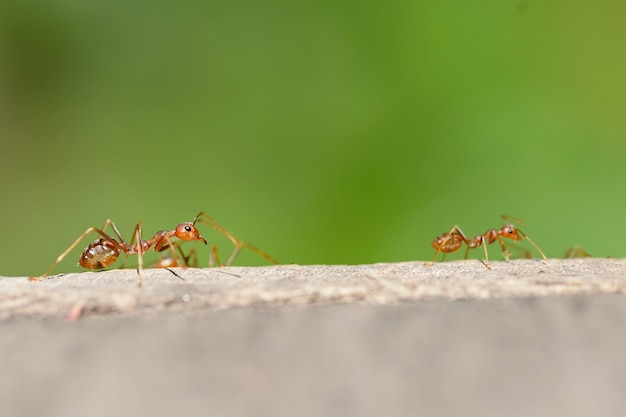 Hormiga roja macro