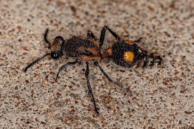 Foto hormiga de terciopelo adulta del género traumatomutilla