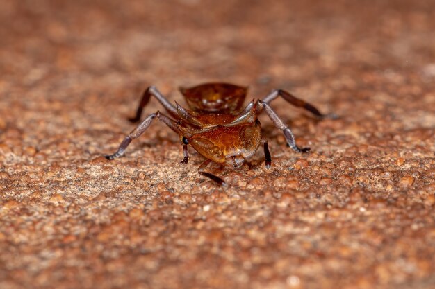 Hormiga Tortuga Amarilla Adulta del Género Cephalotes