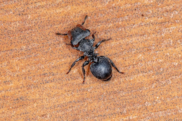 Hormiga Tortuga Negra adulta del género Cephalotes