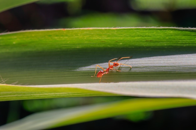 La hormiga trabajadora está caminando en una hoja verde.