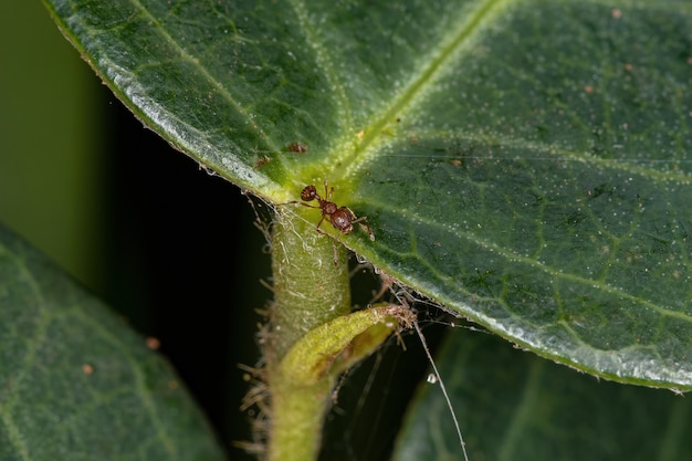 Hormigas adultas de mirmicina superior del género Wasmannia