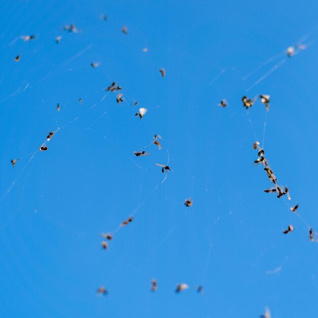 Foto las hormigas aladas en la red atrapadas por una telaraña de hormigas