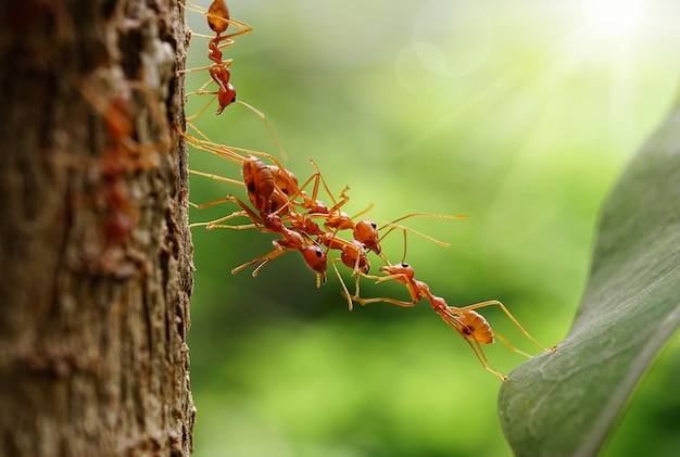 Las hormigas ayudan a llevar comida, el equipo de unidad Ant Bridge, el equipo Concept trabajan juntos. Trabajo en equipo de hormigas rojas.