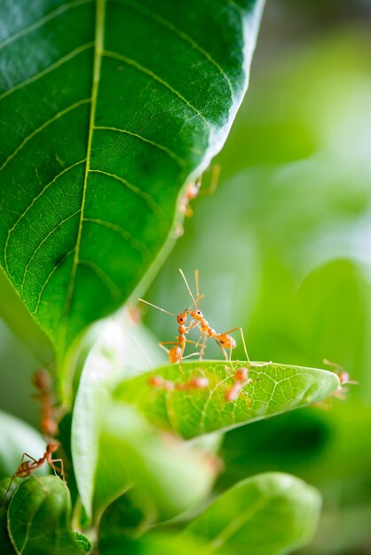 Las hormigas se besan como una ceremonia de bodas en la naturaleza y muchas hormigas.