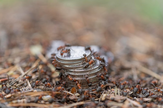 Hormigas en el dinero