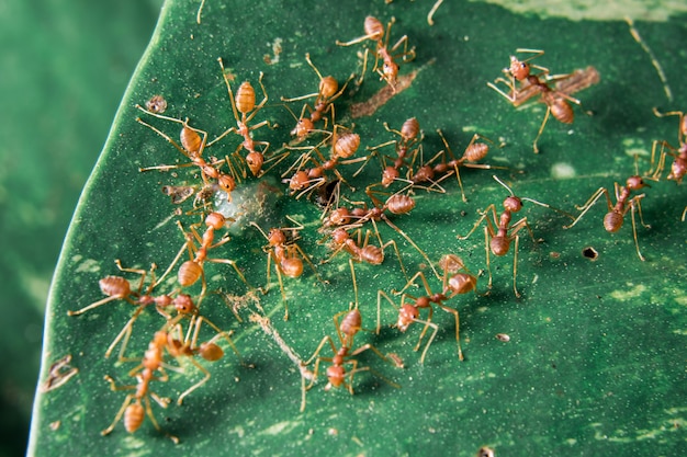 Las hormigas están buscando comida.