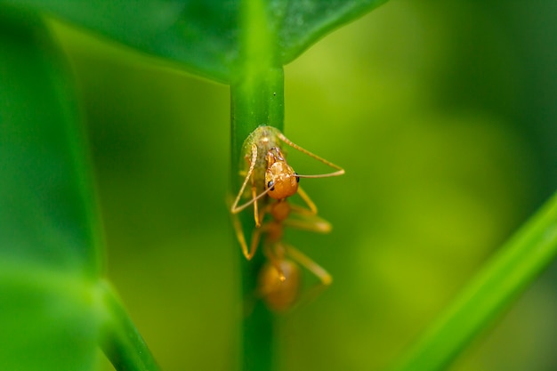 Las hormigas están en las hojas en la naturaleza.