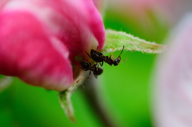 hormigas en flor