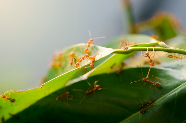 Hormigas con hojas verdes