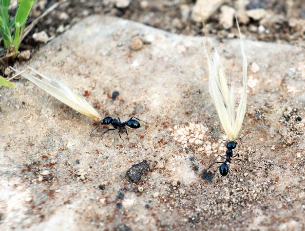 Las hormigas llevan espiguillas y pajitas para la construcción de un hormiguero macrofotografía de insectos