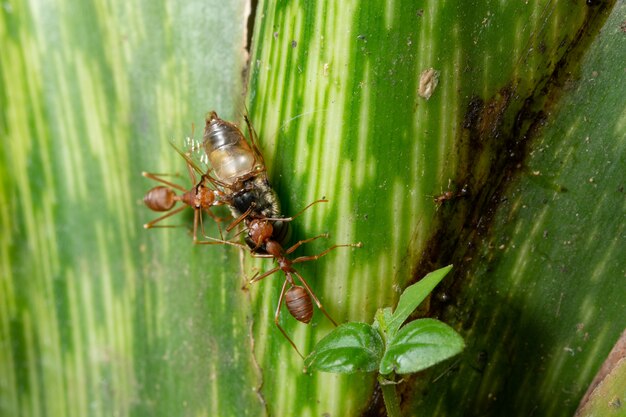 Las hormigas macro están en la hoja