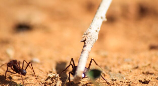 Foto las hormigas por palo en la tierra