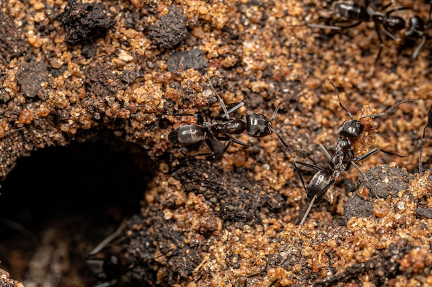 Hormigas piramidales adultas