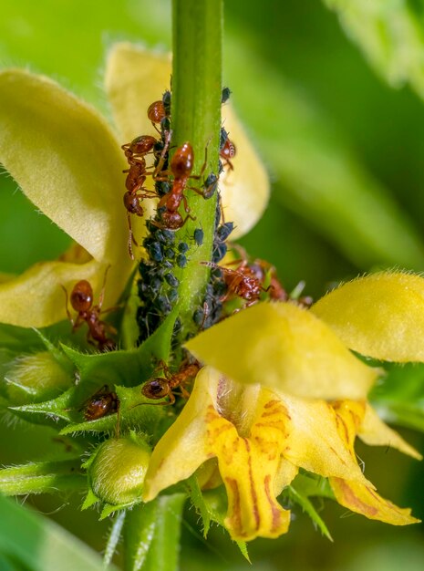 Las hormigas rojas comunes y los piojos de las plantas