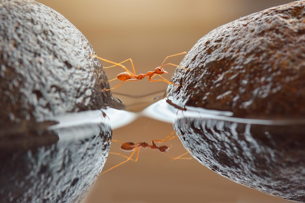 hormigas rojas cruzando el agua