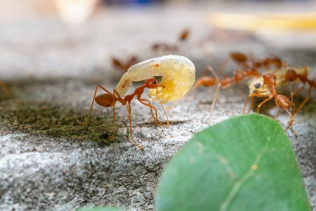 Las hormigas rojas se envían comida unas a otras