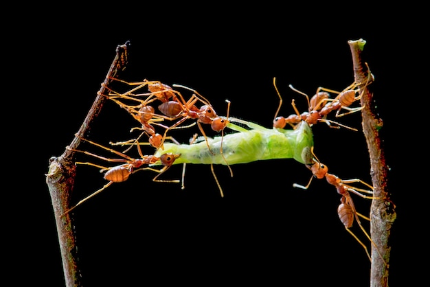 Las hormigas rojas están comiendo sobre un fondo verde y negro.