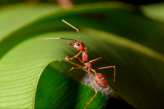 Las hormigas rojas están en las hojas en la naturaleza.