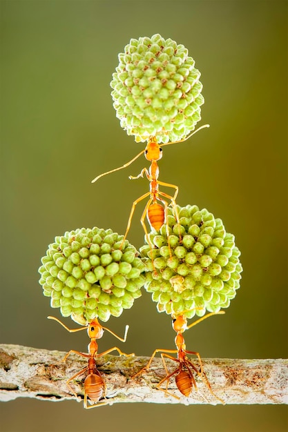 hormigas rojas fuertes