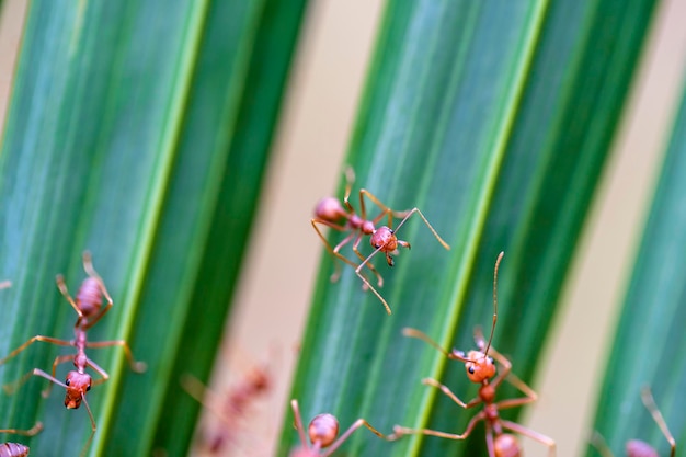 Hormigas rojas o hormigas de fuego en hoja de palma verde Tailandia macro primer plano