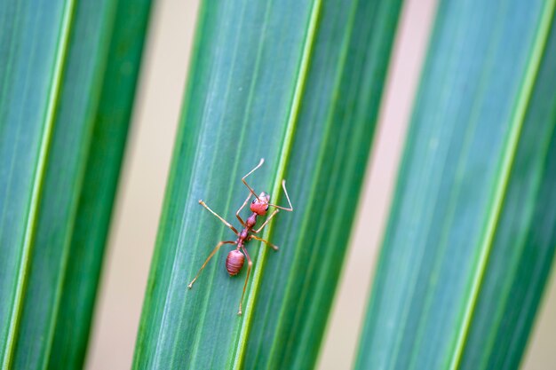 Hormigas rojas o hormigas de fuego en hojas de palmera verde, Tailandia, macro, cerrar