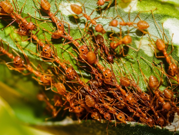 Hormigas rojas