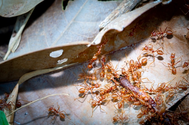 Hormigas de trabajo en equipo para transferir lombrices de tierra