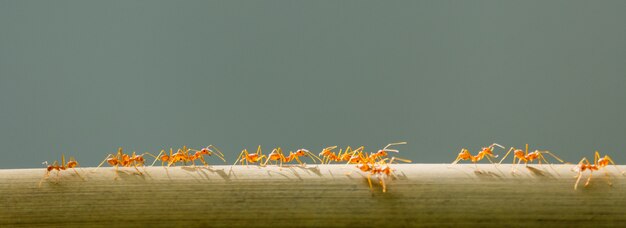 Las hormigas trepan por las ramas