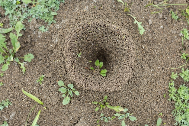 Hormiguero sobre un fondo de vegetación fresca. Detalles de la vida salvaje de las hormigas.