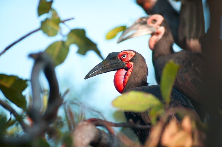 Hornbill à terra do sul