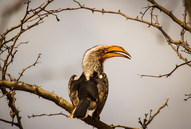 Hornbill auf einem Zweig sitzend