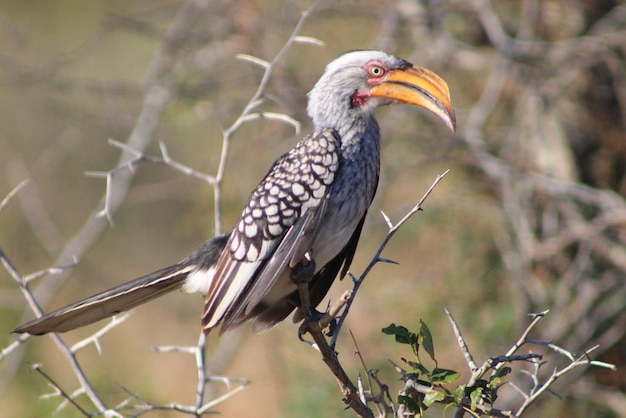 Foto hornbill sitzt auf einem nackten baum