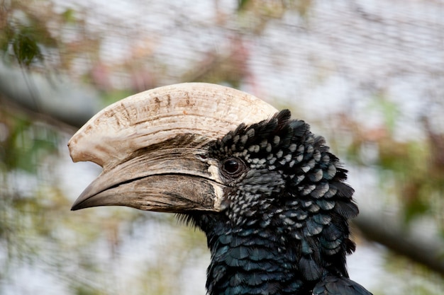 Foto hornbill trompetista